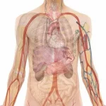Symbolbild Anatomie des Menschen
