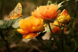 Schmetterling auf Sommerblüten