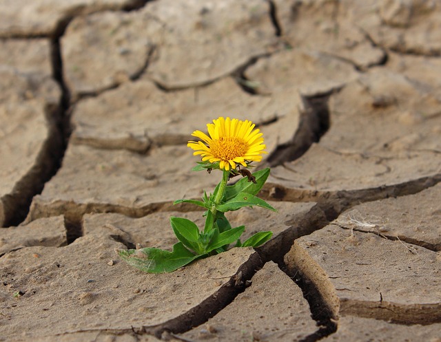 Eine einzelne blühende Blume auf einem dürren Boden